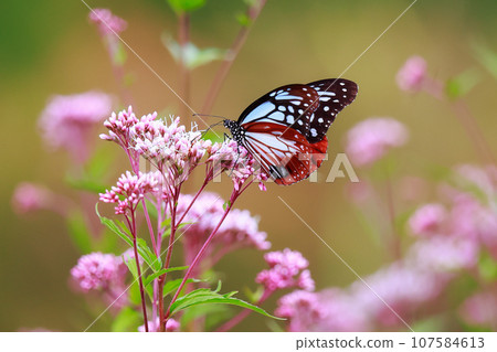 Chestnut tiger perching on Fujibakama Chestnut tiger perching on Fujibakama 107584613