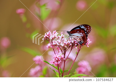 Chestnut tiger perching on Fujibakama Chestnut tiger perching on Fujibakama 107584627