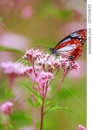 Chestnut tiger perching on Fujibakama 107584635