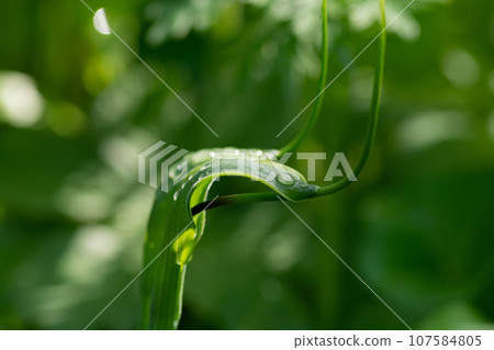 Crow bishaku with raindrops on it 107584805