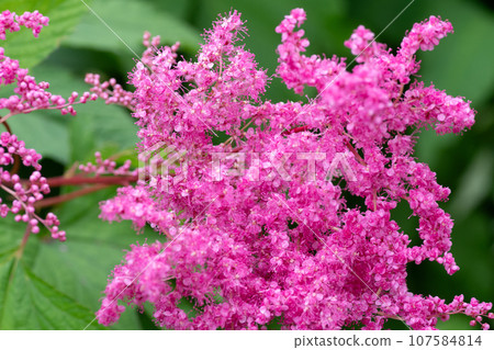 Pink meadowsweet in full bloom 107584814