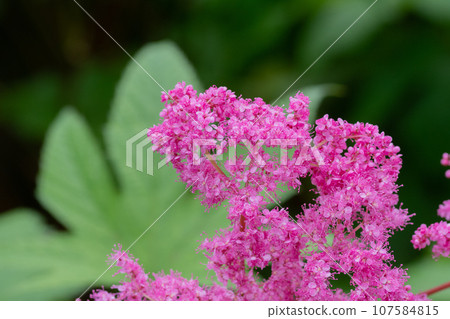Pink meadowsweet in full bloom 107584815