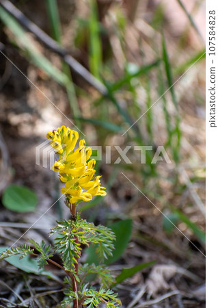 Kikeman blooming in spring fields and mountains 107584828