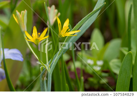 Kibanoanamana blooming in the spring field Kibanoanamana blooming in the spring field 107584829