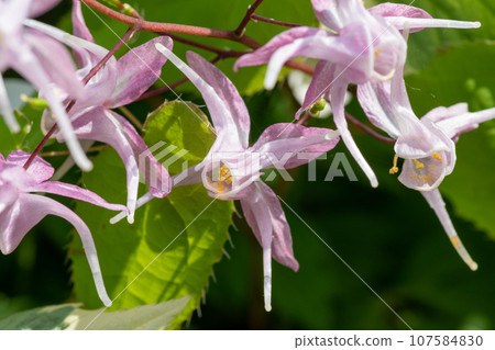 Epimedium flowers in full bloom Epimedium flowers in full bloom 107584830