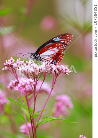 Flying Asagi Madara Flying Asagi Madara 107584851