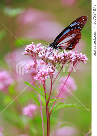 Flying Asagi Madara Flying Asagi Madara 107584875