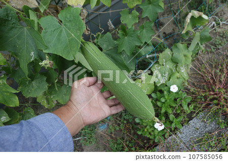 絲瓜作為園林作物種植在 JA 枝條的南側 絲瓜作為園林作物種植在 JA 枝條的南側 107585056