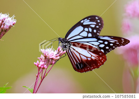 飛翔的阿佐木斑 107585081