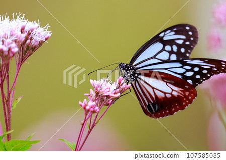 飛翔的阿佐木斑 107585085