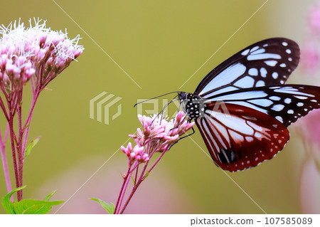 飛翔的阿佐木斑 107585089