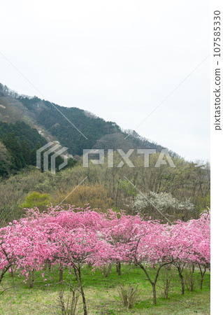 群馬縣綠市 - 渡良瀨溪谷鐵路神戶站附近的桃花盛開的景色 群馬縣綠市 - 渡良瀨溪谷鐵路神戶站附近的桃花盛開的景色 107585330