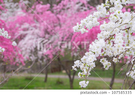 群馬縣綠市 - 渡良瀨溪谷鐵路神戶站附近的桃花盛開的景色 群馬縣綠市 - 渡良瀨溪谷鐵路神戶站附近的桃花盛開的景色 107585335