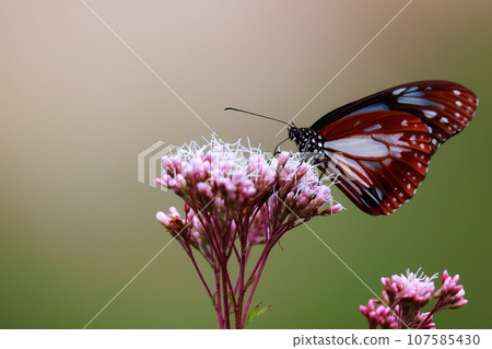 Chestnut tiger perching on Fujibakama Chestnut tiger perching on Fujibakama 107585430