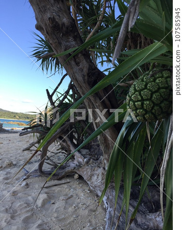 Tropical blue sea and pandanus trees Tropical blue sea and pandanus trees 107585945