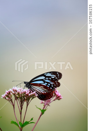 Flying Asagi Madara Flying Asagi Madara 107586155