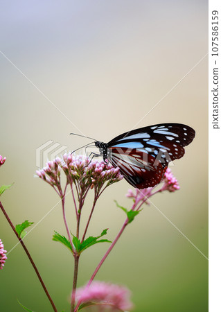 Flying Asagi Madara 107586159