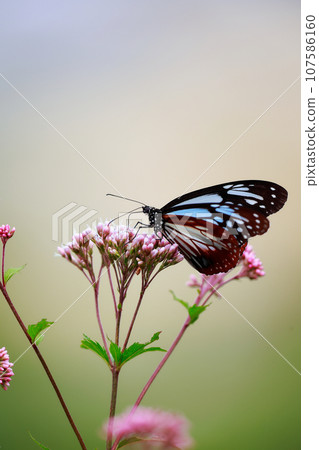 Flying Asagi Madara 107586160