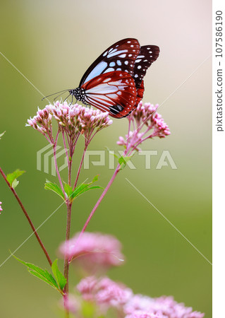 Flying Asagi Madara 107586190