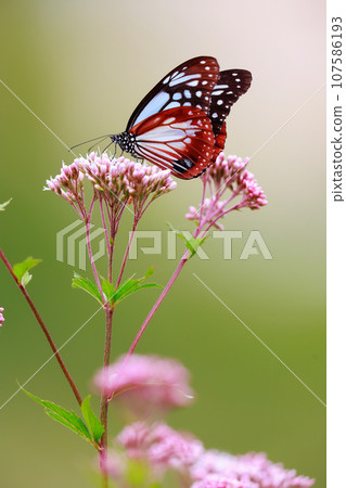 Flying Asagi Madara 107586193