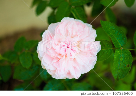 Beautiful colorful pink roses flower in the garden Beautiful colorful pink roses flower in the garden 107586460
