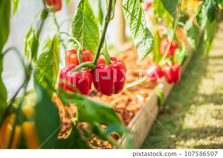 Red bell pepper plant growing in organic garden 107586507