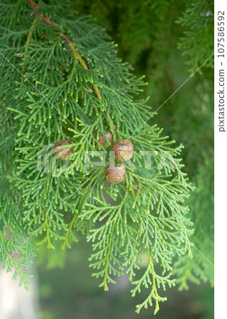 Plants that cause pollinosis (cypress) Plants that cause pollinosis (cypress) 107586592