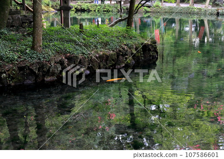 Carp in the pond (Izuruhara Benten Pond) Carp in the pond (Izuruhara Benten Pond) 107586601