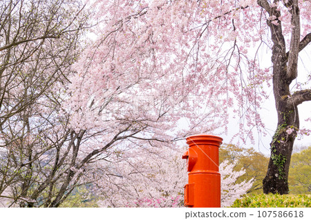 Idyllic landscape of spring, cherry blossoms in full bloom and red round mailbox Idyllic landscape of spring, cherry blossoms in full bloom and red round mailbox 107586618