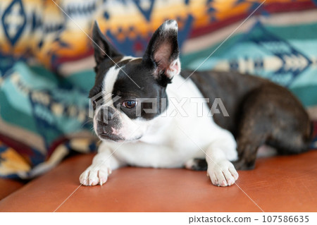 Boston Terrier relaxing on the sofa 107586635