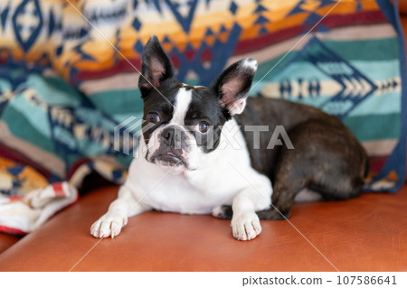 Boston Terrier relaxing on the sofa 107586641