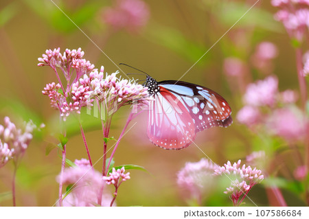 Flying Asagi Madara 107586684