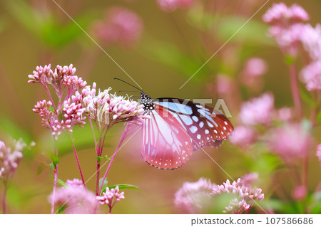 Flying Asagi Madara 107586686