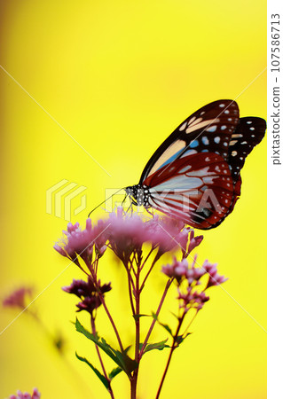 飛翔的阿佐木斑 107586713