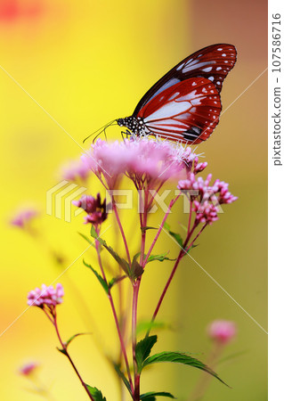 飛翔的阿佐木斑 107586716