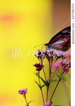 Flying Asagi Madara 107586723