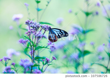 Flying Asagi Madara 107586726