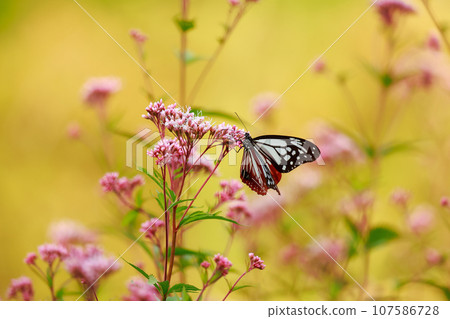 飛翔的阿佐木斑 飛翔的阿佐木斑 107586728