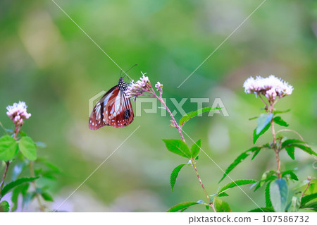 Flying Asagi Madara 107586732