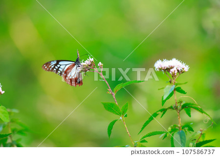 Flying Asagi Madara Flying Asagi Madara 107586737
