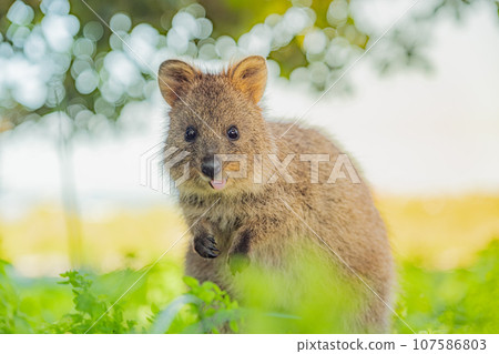 Quokka, the happiest animal, smiles cheekily and sticks out its tongue (Rottnest Island, Western Australia) Quokka, the happiest animal, smiles cheekily and sticks out its tongue (Rottnest Island, Western Australia) 107586803