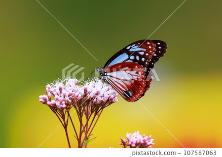 Flying Asagi Madara 107587063