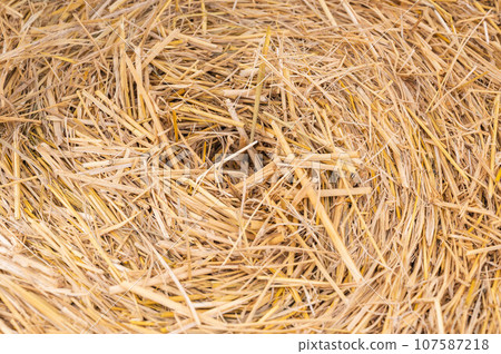 Rice straw Rice straw 107587218