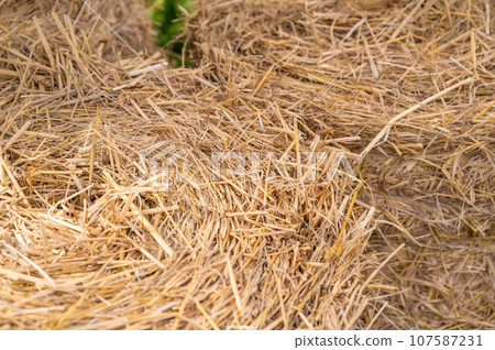 Rice straw roll 107587231