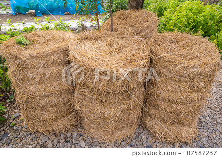 稻草卷排列在田邊 107587237