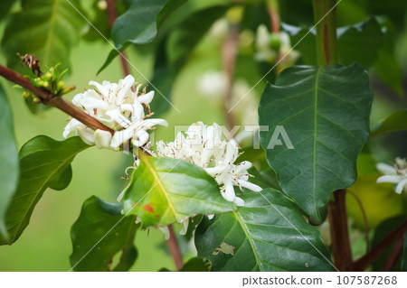 White coffee flowers in green leaves tree plantation close up White coffee flowers in green leaves tree plantation close up 107587268