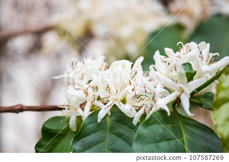 White coffee flowers in green leaves tree plantation close up White coffee flowers in green leaves tree plantation close up 107587269