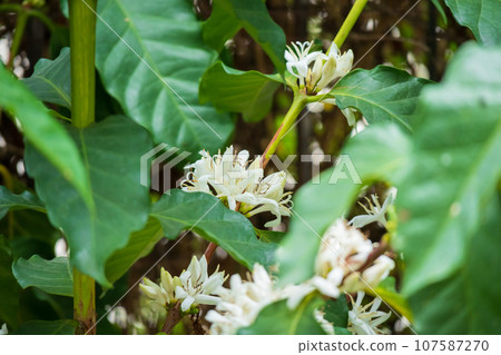 White coffee flowers in green leaves tree plantation close up White coffee flowers in green leaves tree plantation close up 107587270