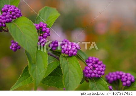 Komurasaki fruit 107587435