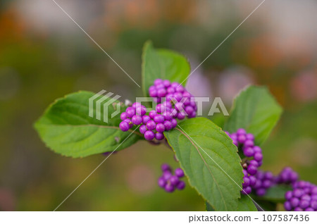 Komurasaki水果 107587436